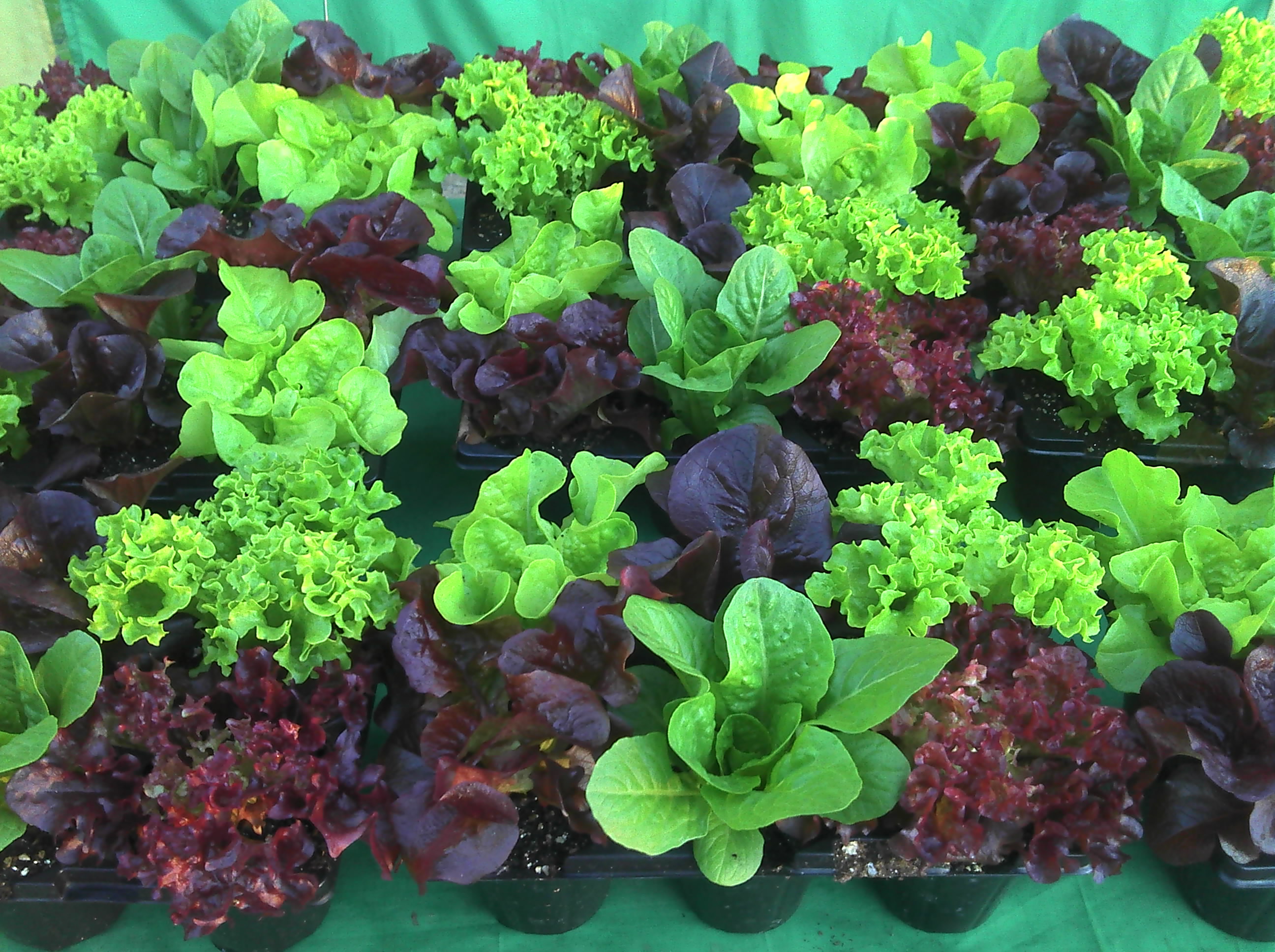 patio plants superior performing varieties herbs vegetables flowers patio plants superior performing varieties herbs vegetables flowers